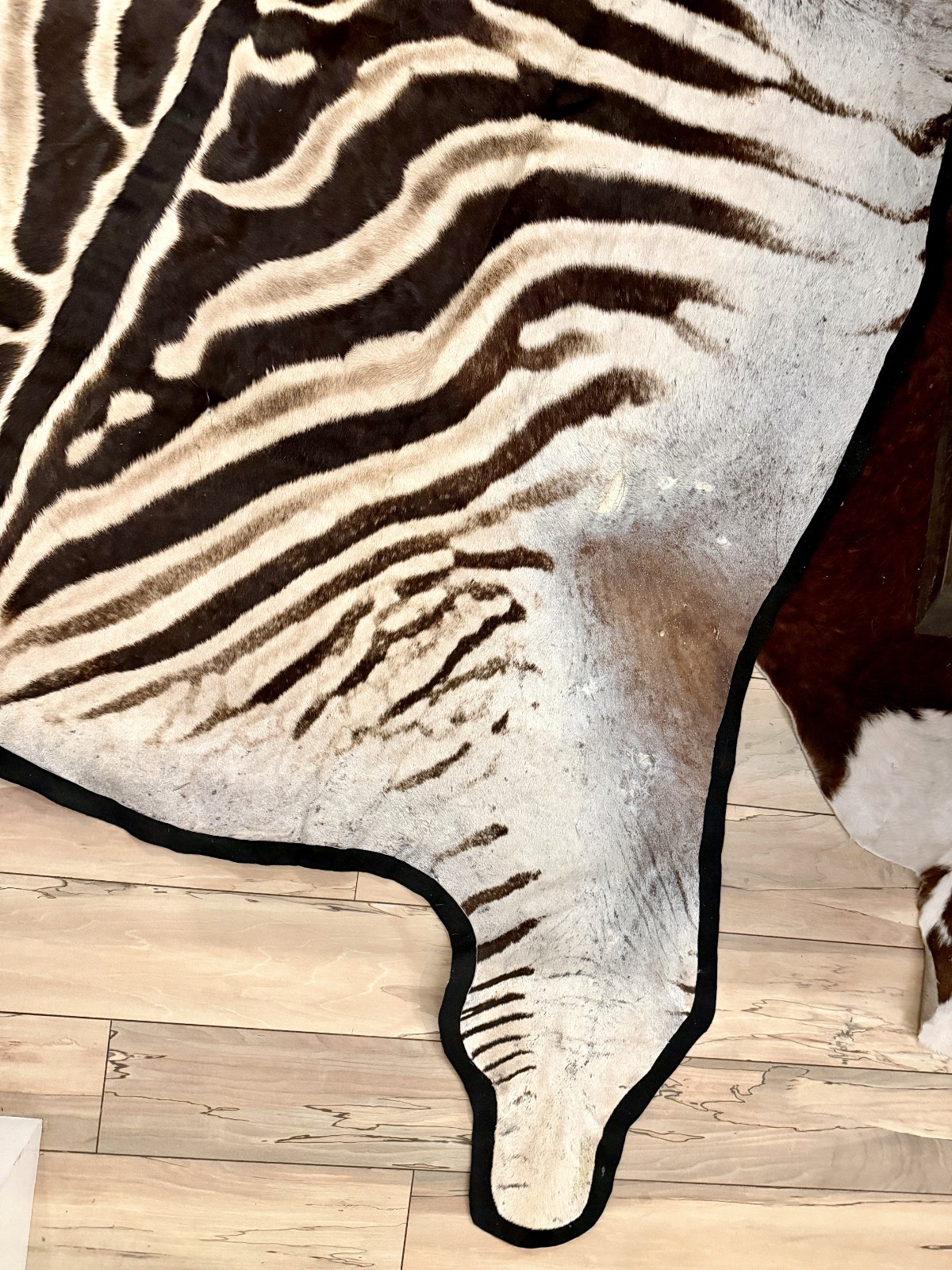 MASSIVE FELTED GENUINE AFRICAN BURCHELL ZEBRA SKIN RUG HIDE – US SHIPPER