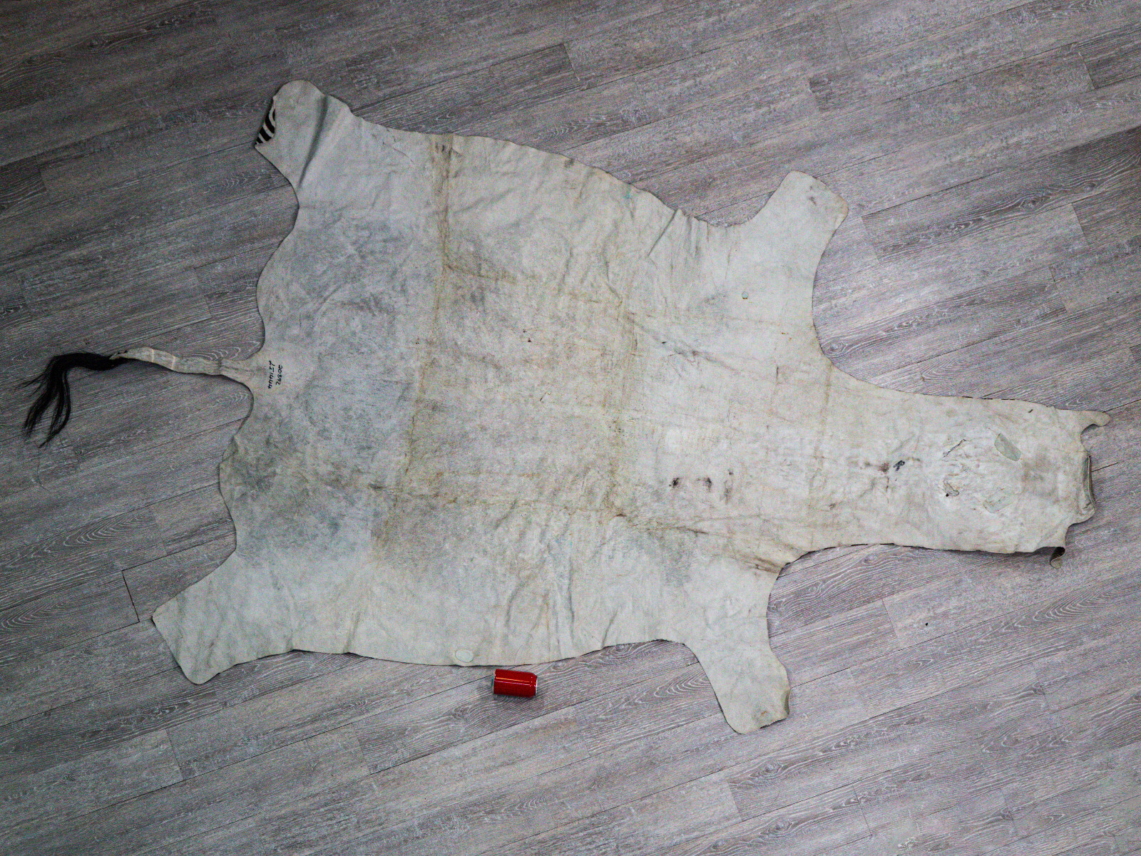 Burchell Zebra Skin (168-1-G6304) 8UL27