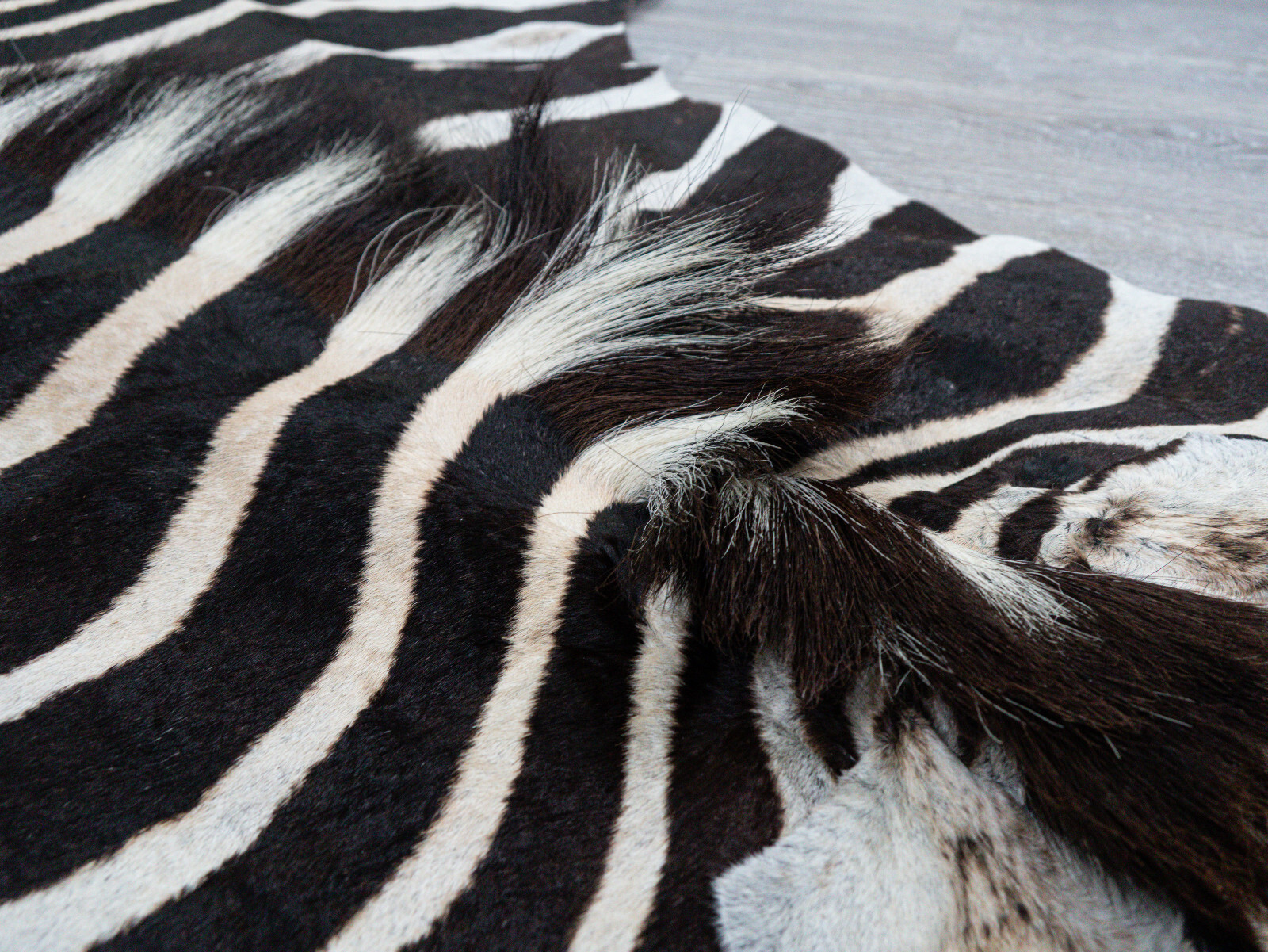 Burchell Zebra Skin (168-1-G6304) 8UL27