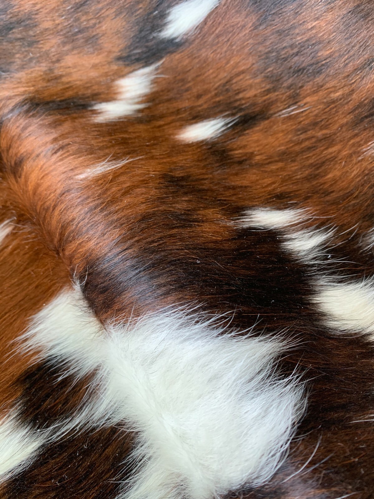 Tricolor Cow Hide Real Skin Leather Rug – Average Size 6X6 feet New Cowhide Rug